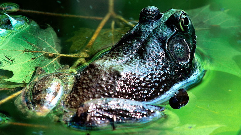Bullfrog, Seymour, Indiana